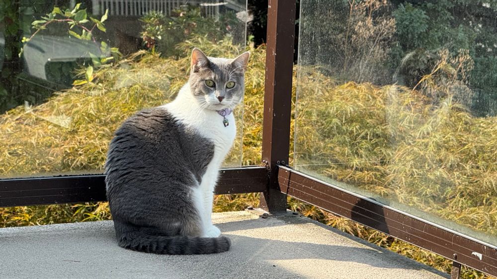 Grey and white cats on a deck.