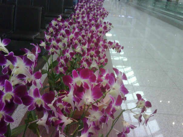 A bank of pink and white orchids at the Narita airport in Japan. 