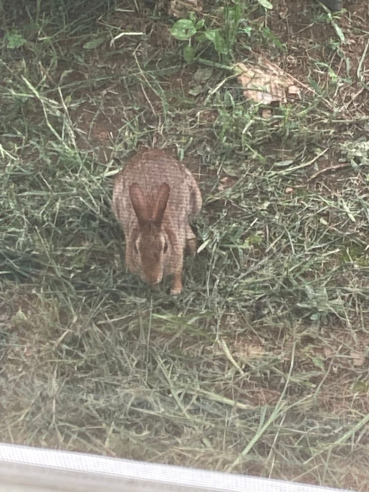 Cursed front facing little brown rabbit, through a window