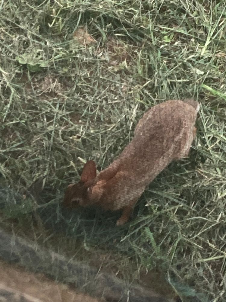 Little brown rabbit eating some grass, very close to my window