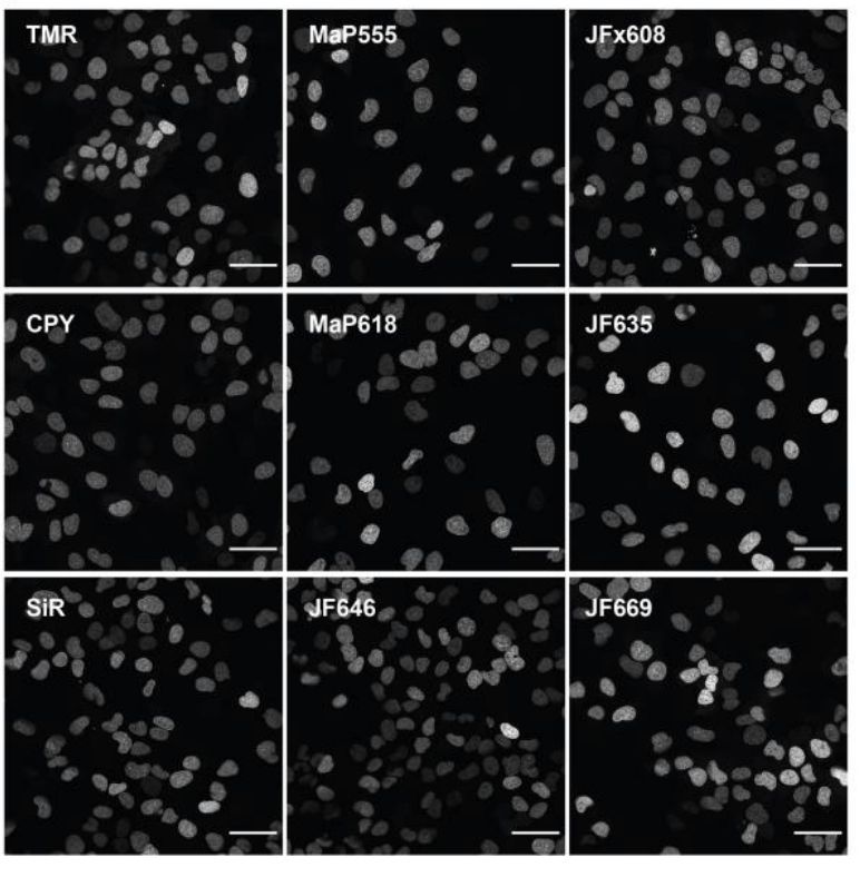 Live-cell confocal imaging of histone H2B type-2E-Hpep11 CRISPR KI cell lines after 2-hours labeling with the specified CA- ligand [100 nM]. Images were taken with optimal image acquisition parameter for each dye. Scale bar: 50 μm. 
