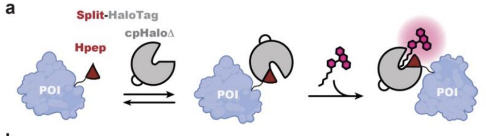 schematic illustration of protein labeling using the spontaneous self-complementing peptide protein split-HaloTag system. POI: protein of interest 