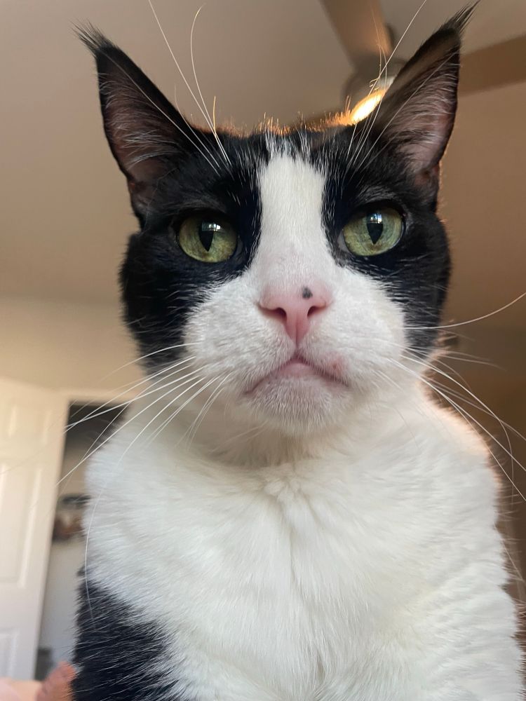 wall-eyed black and white cat very close to the camera staring blankly 