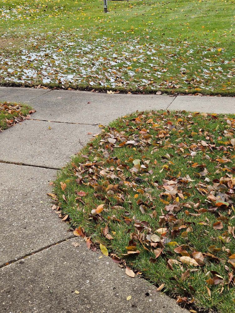 A concrete walkway edged by leaf covered grass. There's a sparse dissing of white where snow fell earlier