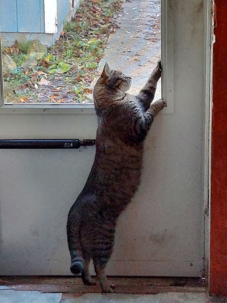 A tabby cat standing on hind legs against a white screen door, looking outside. 