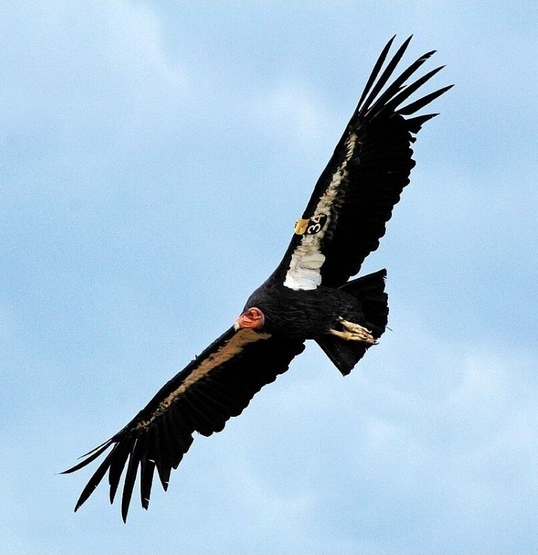 California condor in flight. You can see its wing tag 34.