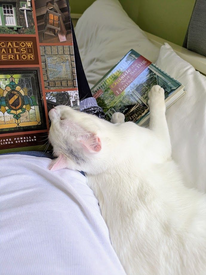 A white kitten with a grey spot on his head, Ellery, is clearly passed out from reading laying on his human and pillows with his head tilted back sound asleep. 