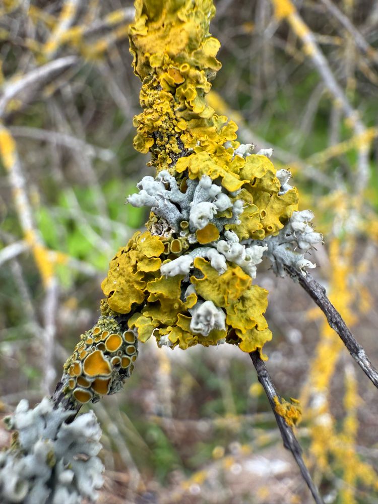 Worlds of lichen.