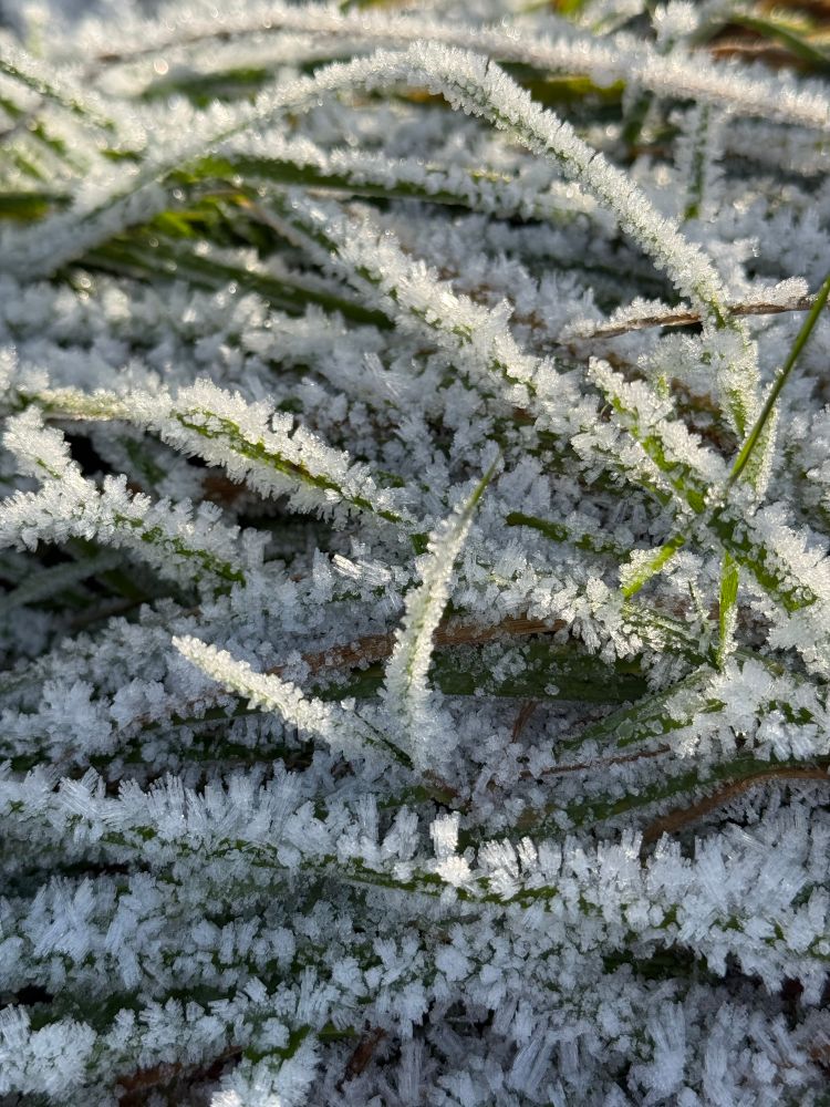 Grass covered in ice crystals.