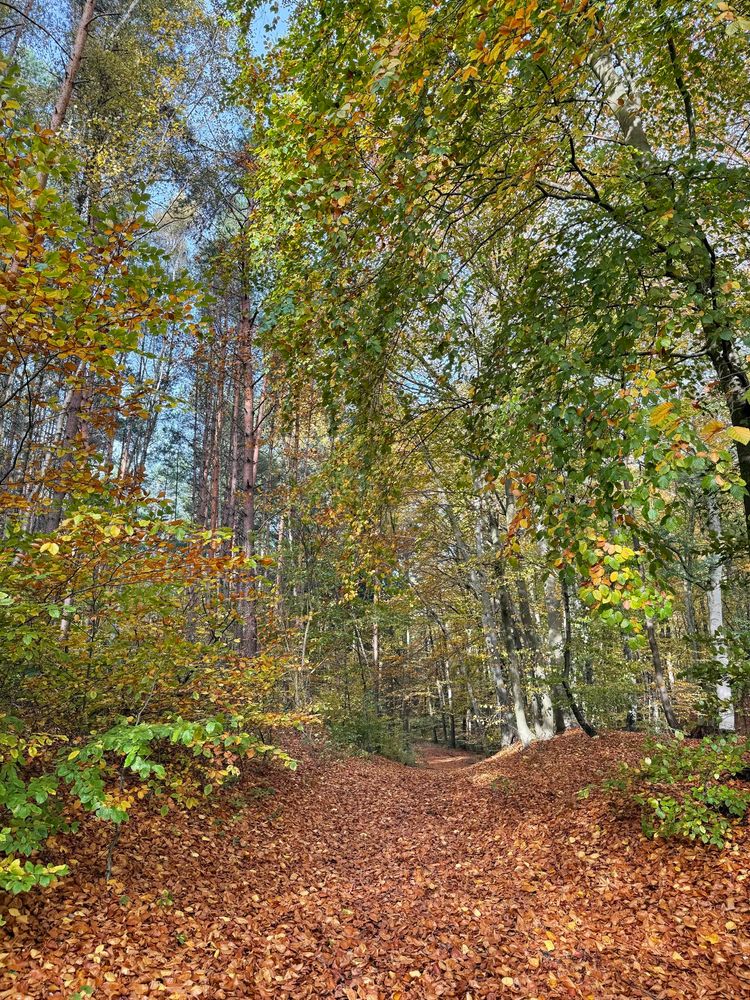 A forest track covered in autumn leaves.