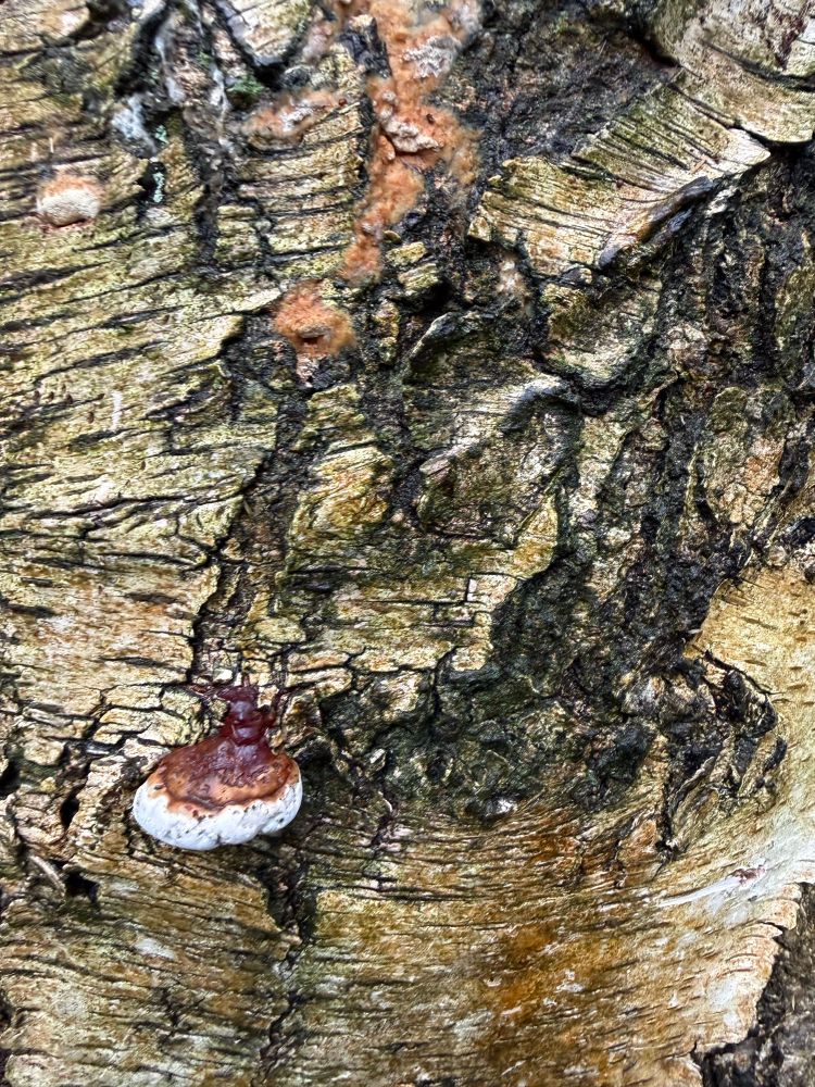 Birch bark pattern which looks a little like a cow about to munch on a mushroom.