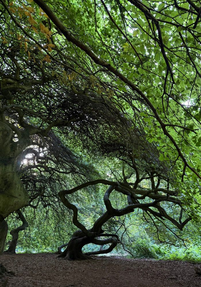 Dwarf beeches in a nearby forest.