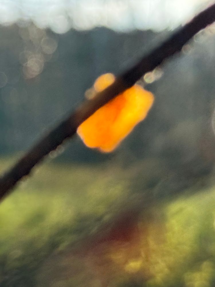 Blurred image of a twig with a fragment of an orange leaf.