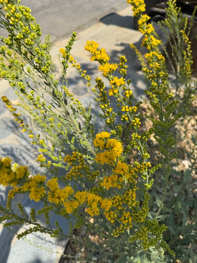 Golden yellow flowers cover upright flower stalks. Many are still buds, but some are opening like little bursts of sunshine 🌞 