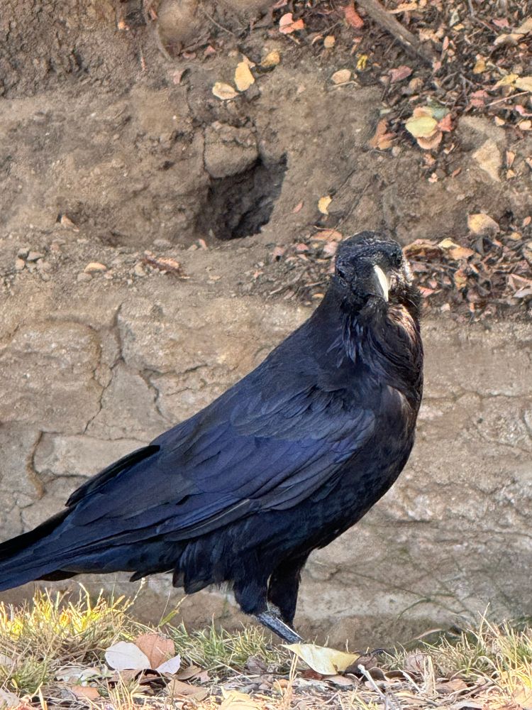 A raven stands sideways with its head turned toward the viewer. The sun is shining on its body making the feathers look indigo blue