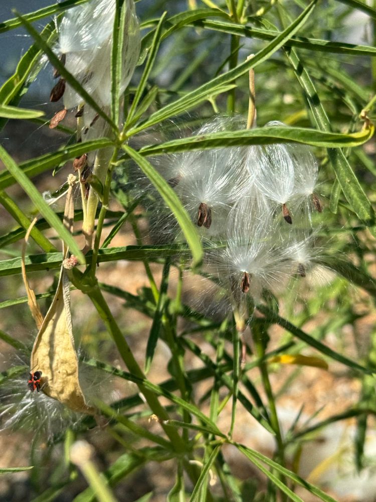 Narrow leaf milkweed (Asclepius fascicles) a monarch specific food plant with long narrow leaves. A fruit pod has dried out and opened releasing dark oblong seeds attached to long silky hairs that allow them to be dispersed by the wind. On the dried pod is a black and red milkweed bug (Oncopeltus fasciatus) a Hemiptera (order) or true bug that feeds on milkweed seeds. Its front wings form an X on its back - a common wing pattern for Heteroptera (suborder of Hemiptera).