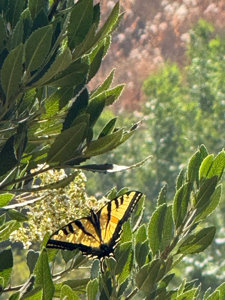 A bright yellow butterfly with black stripes on its wings and "tails" on the hindwings that are often found in swallowtails. It’s hovering over a creamy white flower among green leaves.