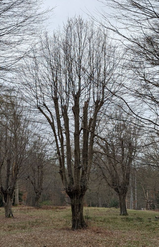 A pollarded hornbeam tree