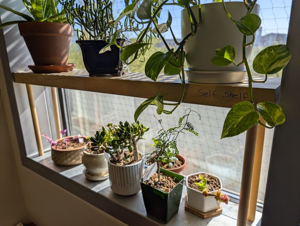Window sill in an office with a series of potted plants and a newly installed elevated wooden shelf with more potted plants resting on top. 