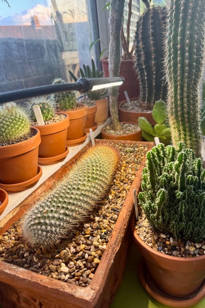 A rather hefty 12inch or 30cm Mammillaria Spinosissima, having a nice lie down with three pups.