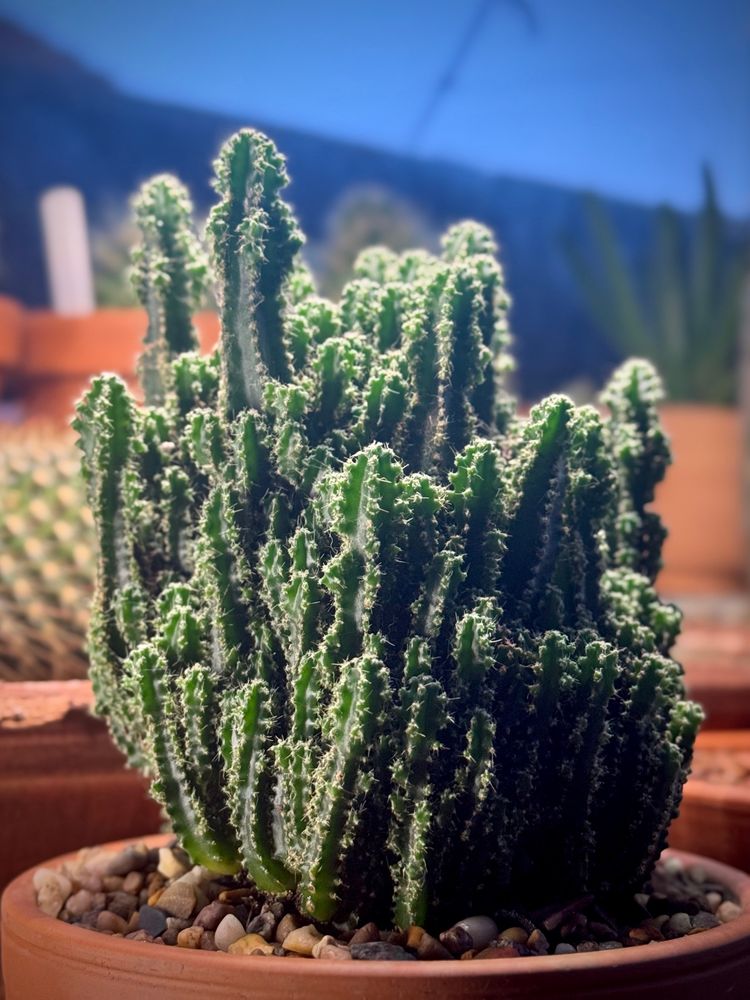 A fairy castle cactus. Which is very complex looking and rather beautiful for it.