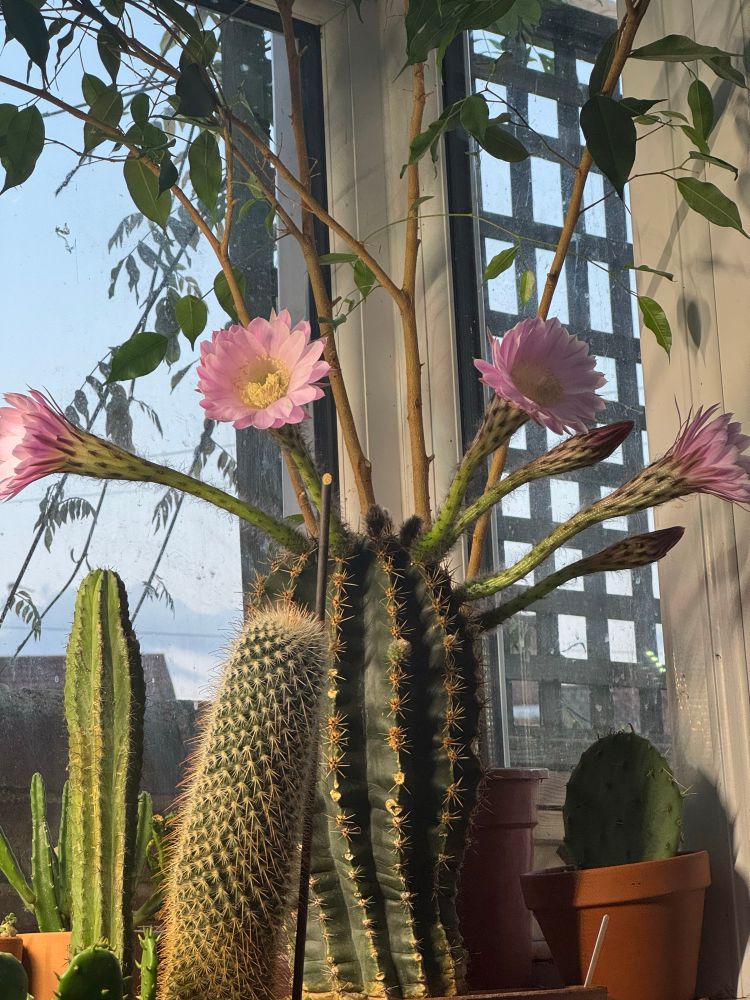 An Echinopsis Eyriesii doing four rather beautiful flowers at once. This old one is 35, fourth bloom this year and it’s putting out pups too.