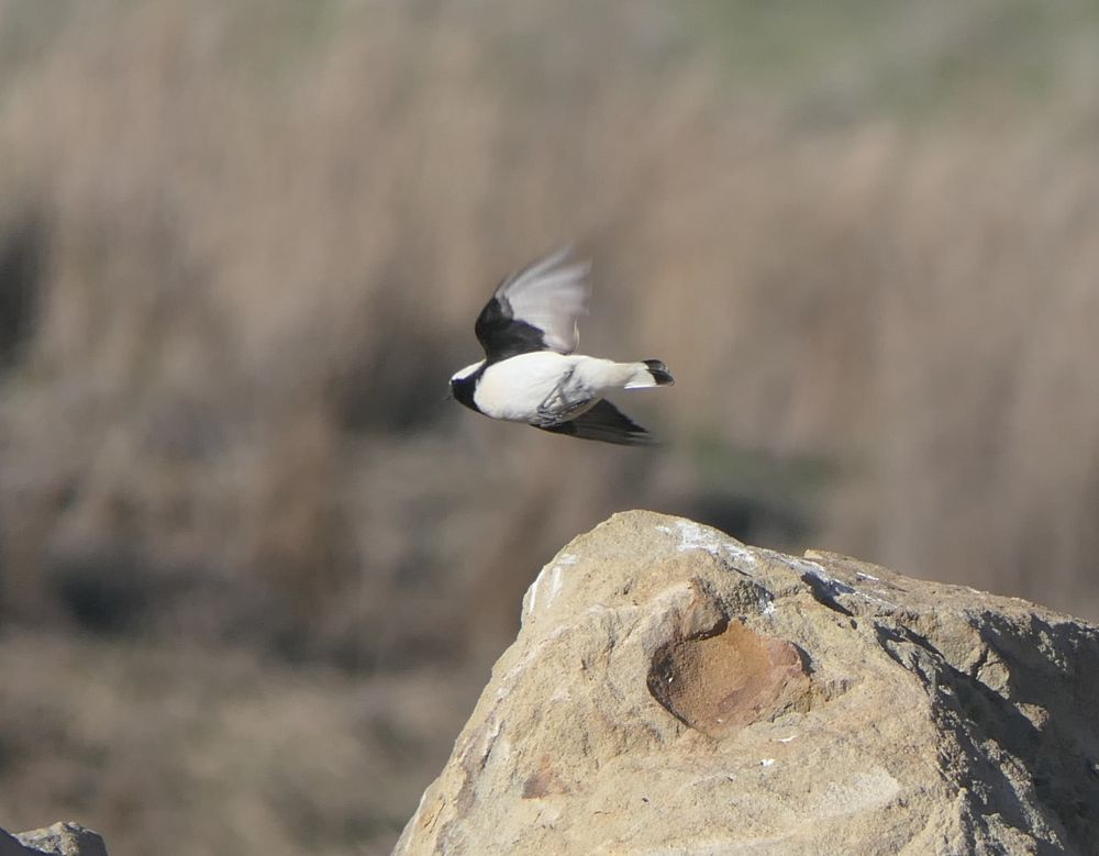 male Finsch's wheatear in flight.