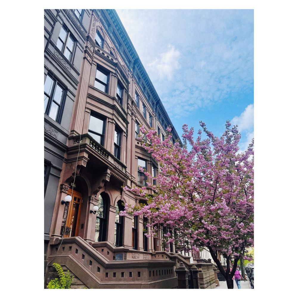 A picture of a blossom tree with brownstones in the background 