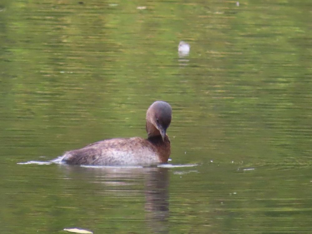 Small, brown grebe swimming in water that's reflecting the green of nearby trees. The grebe's head is turned to the side and tipped down as it watches what's in the water