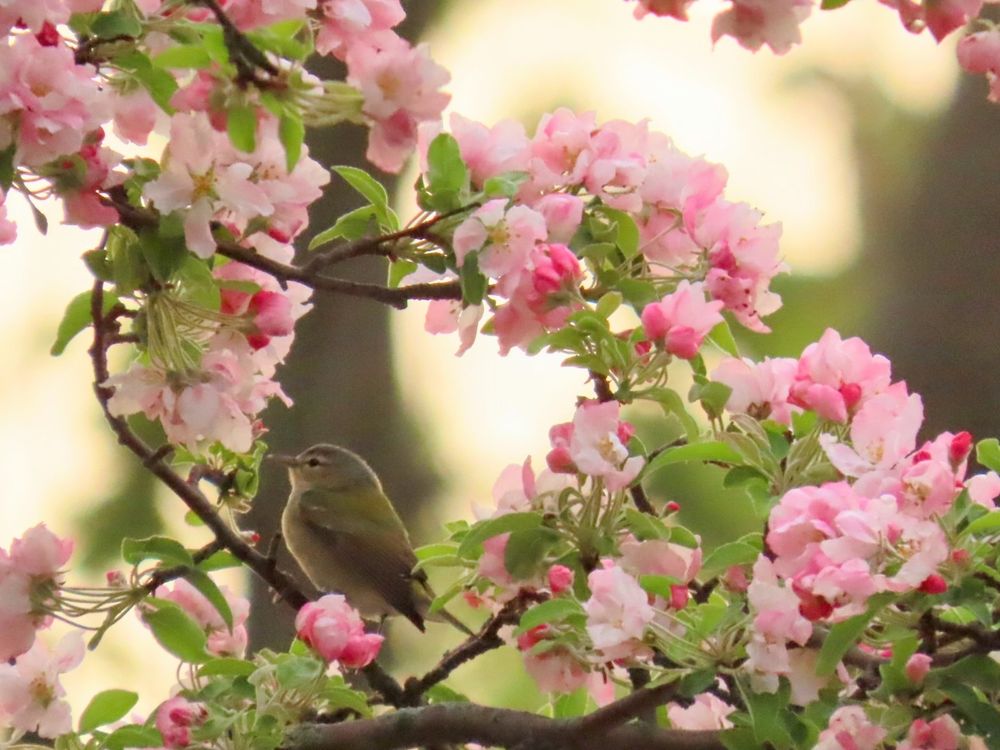 Blooming tree branches forming a pink, floral wreath. In the centre sits a Tennessee Warbler 