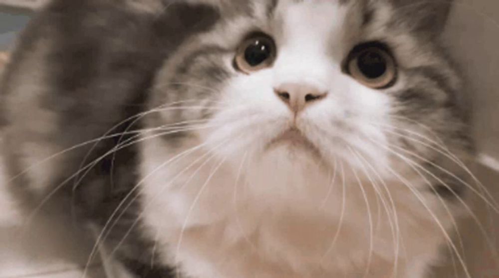 a close up of a gray and white cat looking up