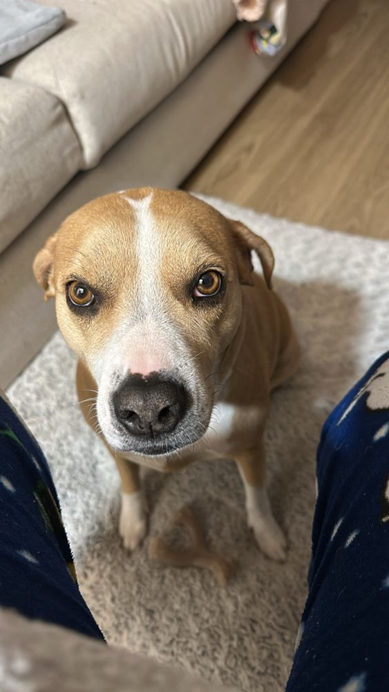 Picture of my dog who is super cute and her name is Claire 
