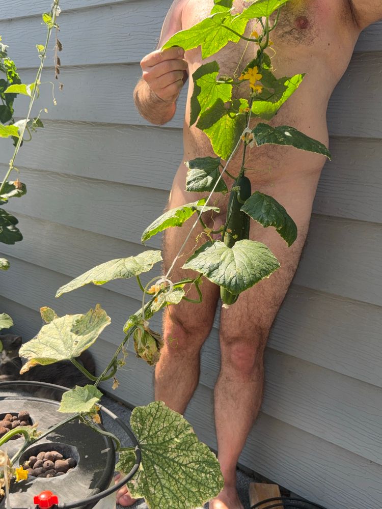 Me naked partially obscured behind a climbing cucumber vine. My soft cock is partially in view behind a large cucumber hanging from the vine. 
