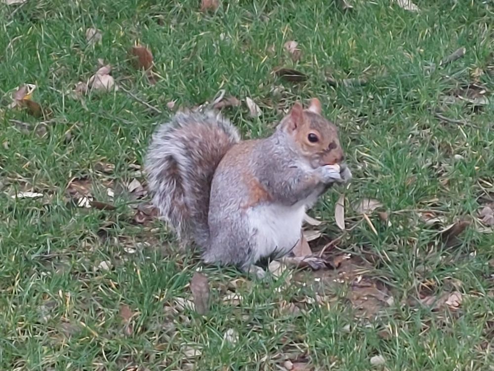 The same squirrel, still munching away.
