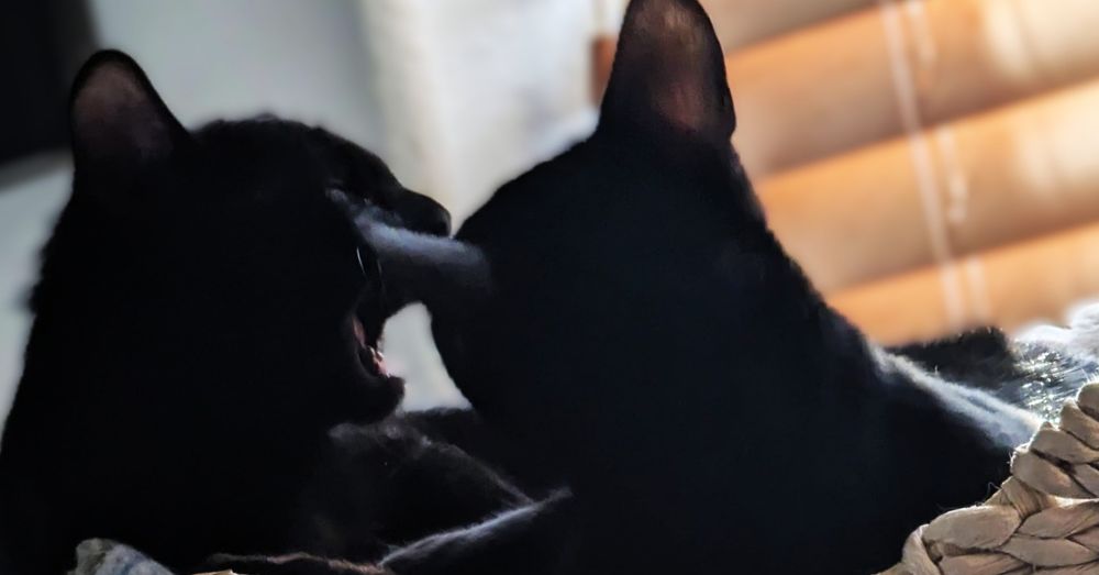 Two black cats having a chat