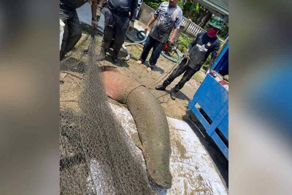 Giant arapaima fish injures Fisheries Dept officers during capture