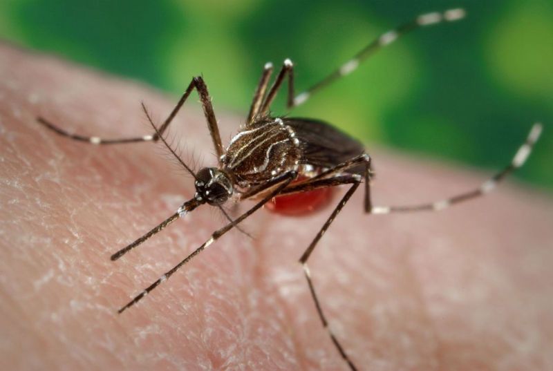 Johor dengue cases jump nearly 40% from last year