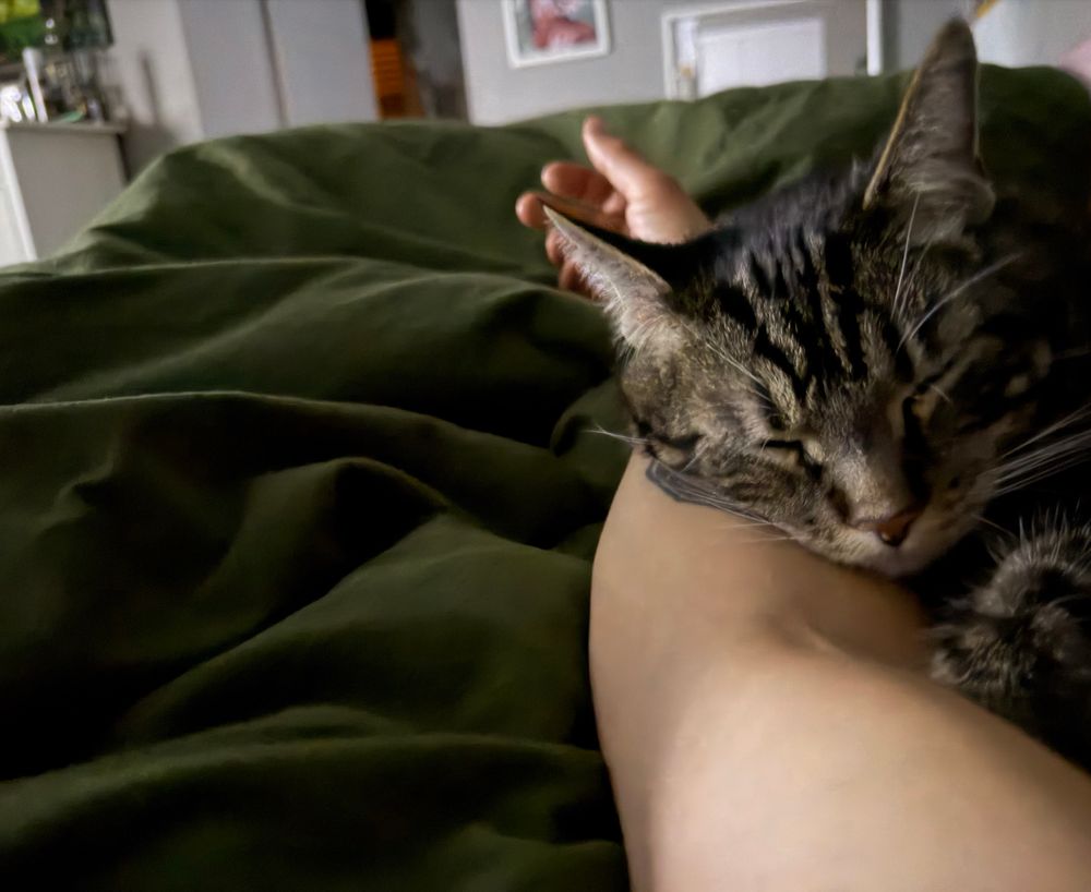 A cat sleeps contentedly on a man’s arm 