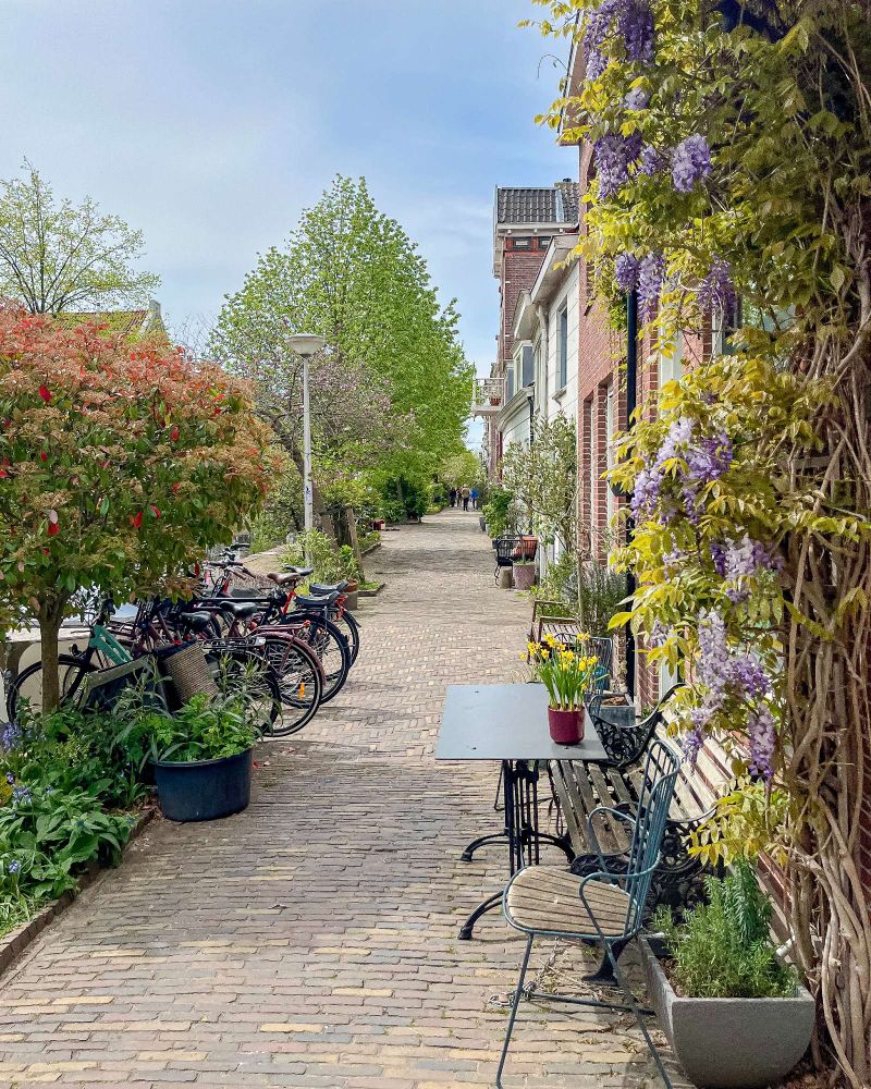 A brick residential street in Delft lined with trees, benches, bike parking, and low-rise brick and wooden buildings. The first storey of many of these buildings is covered with climbing plants and flowers.