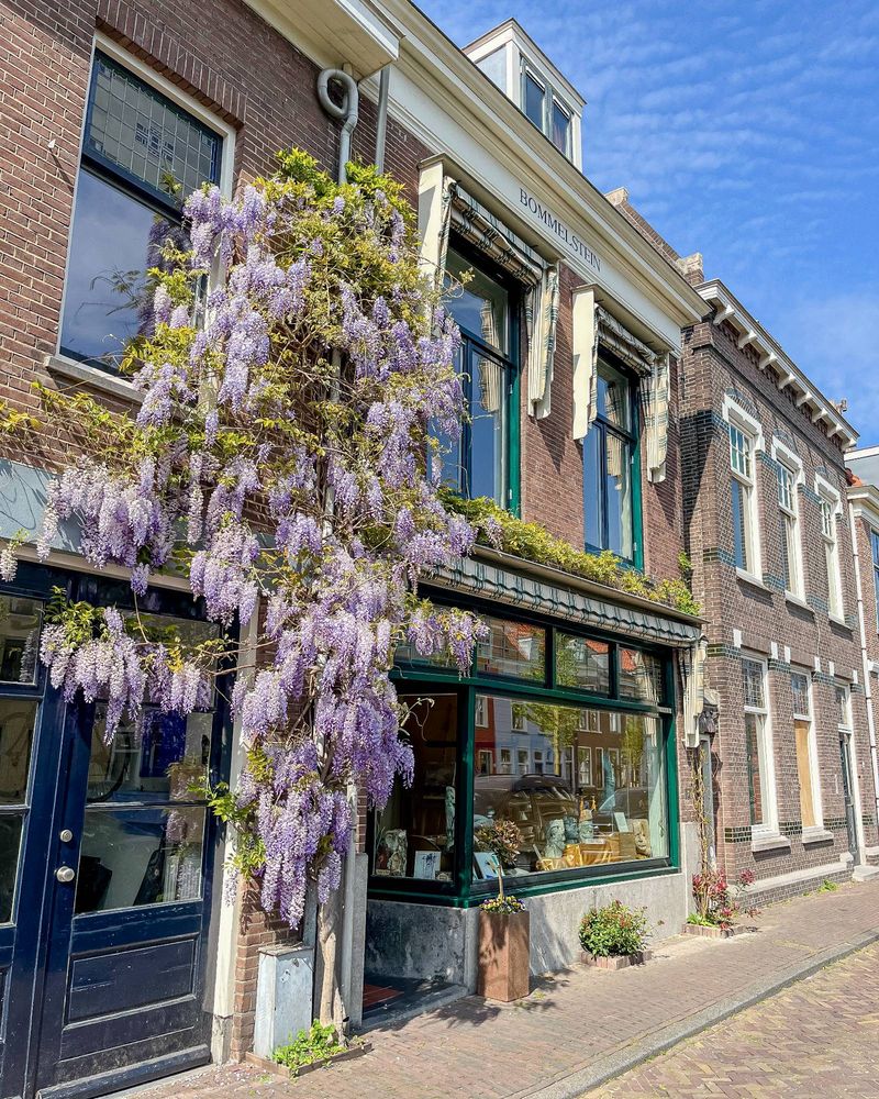 A brick residential street in Delft lined with trees, benches, bike parking, and low-rise brick and wooden buildings. The first storey of many of these buildings is covered with climbing plants and flowers.