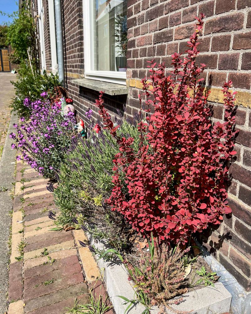 A brick residential street in Delft lined with trees, benches, bike parking, and low-rise brick and wooden buildings. The first storey of many of these buildings is covered with climbing plants and flowers.