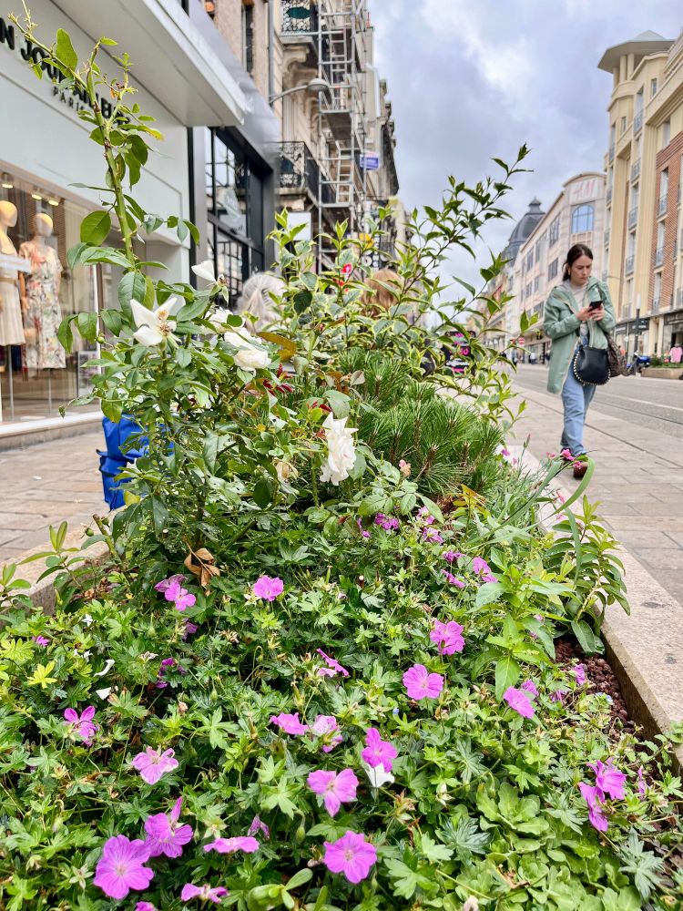 A variety of former on-street car parking spaces in the French city of Reims that have been repurposed into small pocket parks of green space containing plants, trees, and flowers.