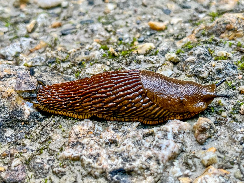 Photos from a train-accessed hike in the forests, wetlands, and hillsides of Montagne de Reims Regional Natural Park.