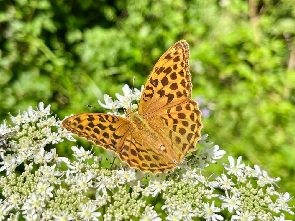 Photos from a train-accessed hike in the forests, wetlands, and hillsides of Montagne de Reims Regional Natural Park.