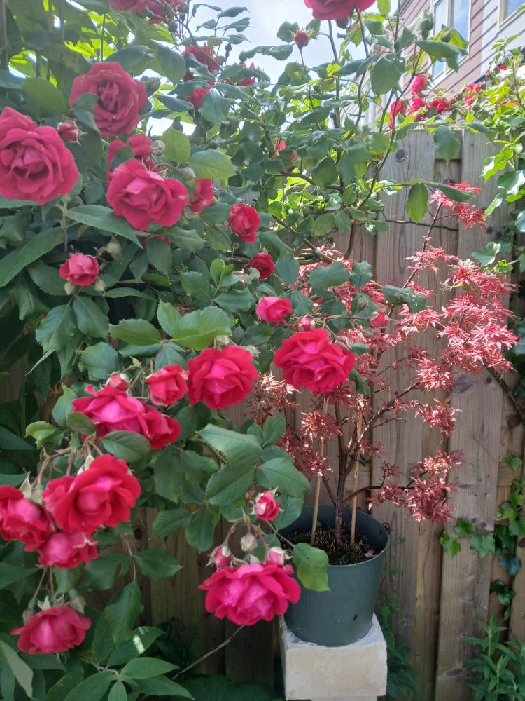 Rode rozen
Japanse esdoorn
Vlinderstruik
Klimop