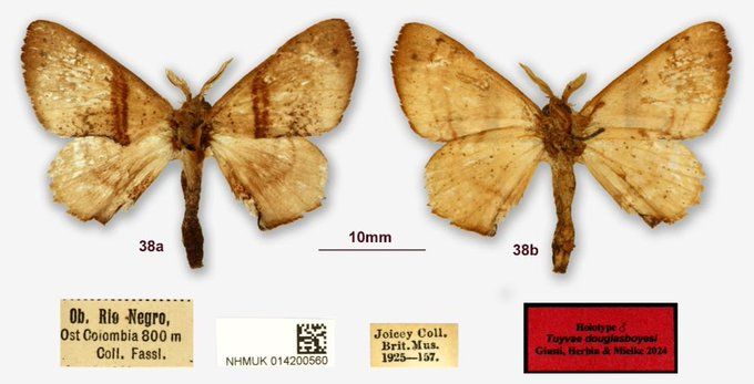 A newly described moth called Tuyvae douglasboyesi
