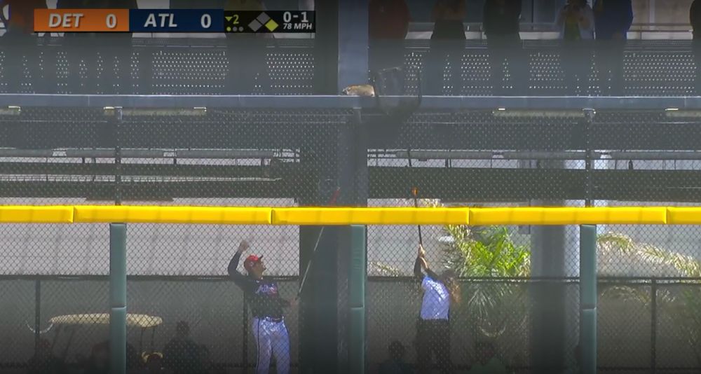 Two people attempting to catch a racoon during a baseball game broadcast.