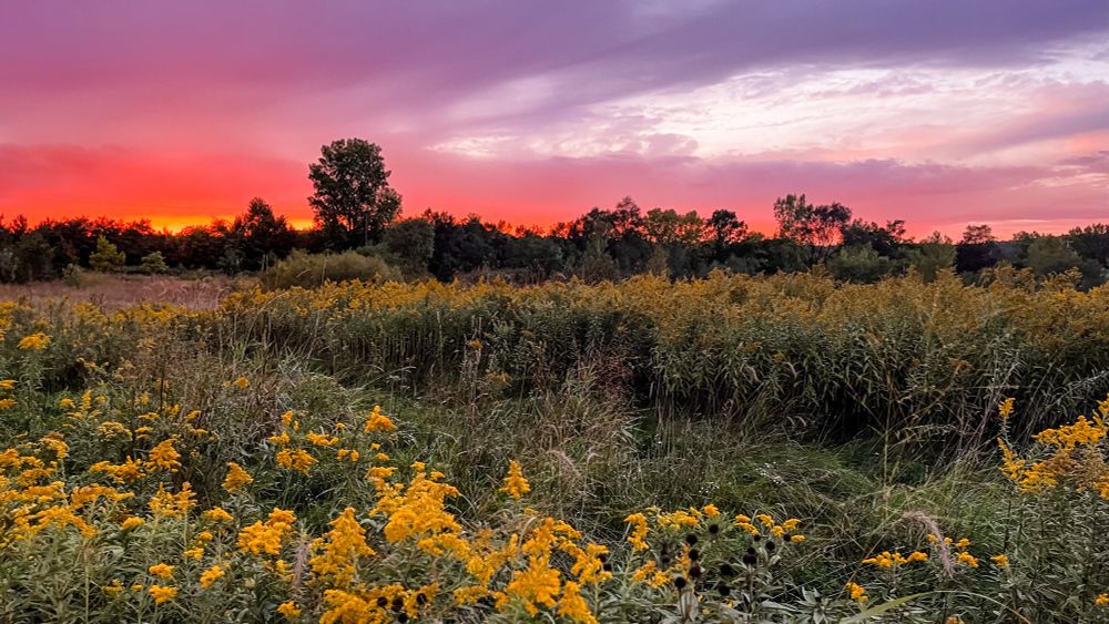 A sunset over a field of yellow wildflowers and wooded area in a Michigan park. The sky is an incredible hot pink and purple ombré, and there is a Michigan mitten shaped tree on the skyline. 