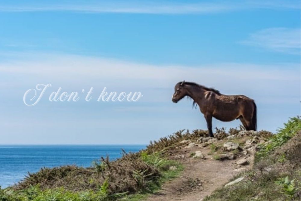 Horse on a cliff with the text "I don't know"