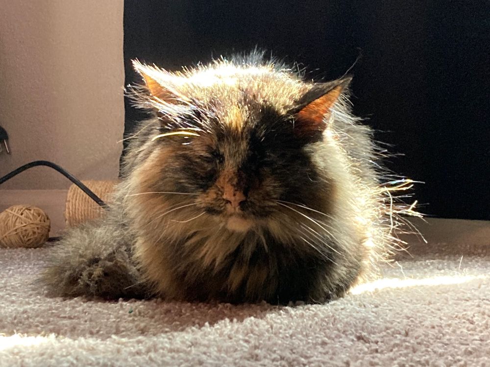 Wizened tortoiseshell forest cat, closed eyes indifferent to my regard & backlit by sunlight in a scraggly halo of fur